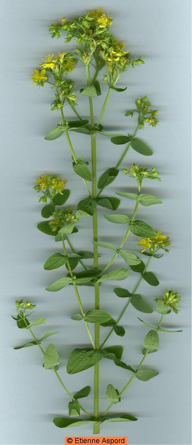 hypericum-tetrapterum