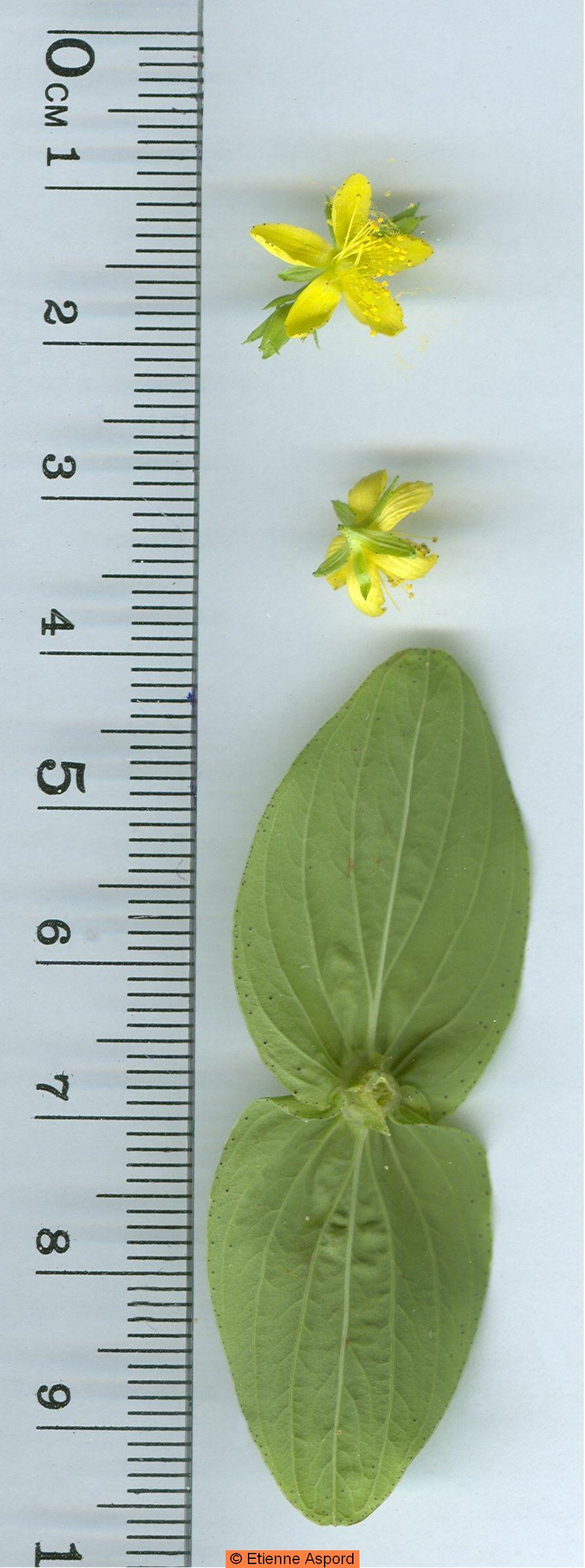 hypericum-tetrapterum
