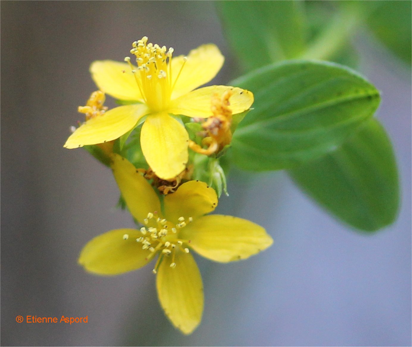 hypericum-tetrapterum