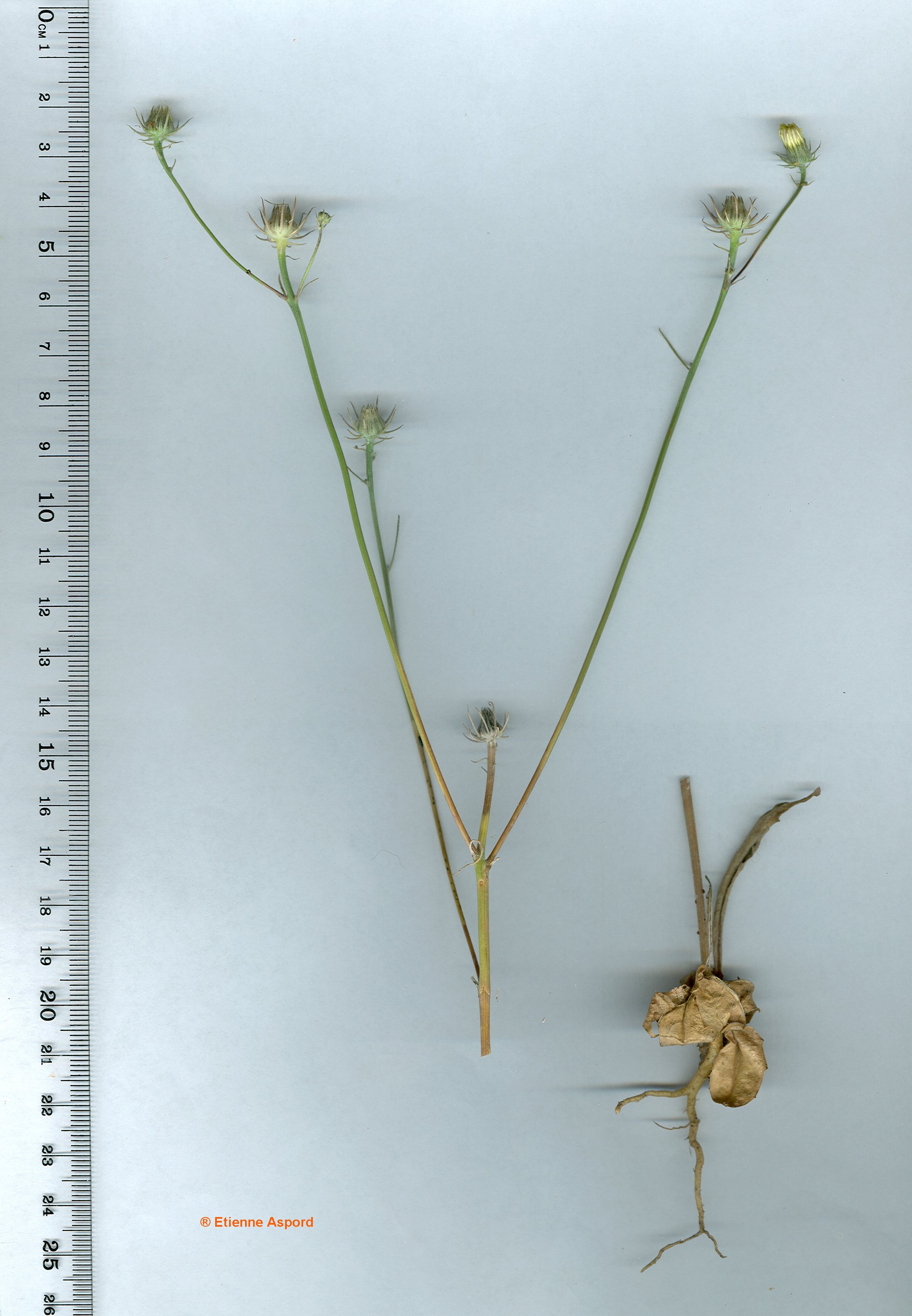 hypochaeris glabra