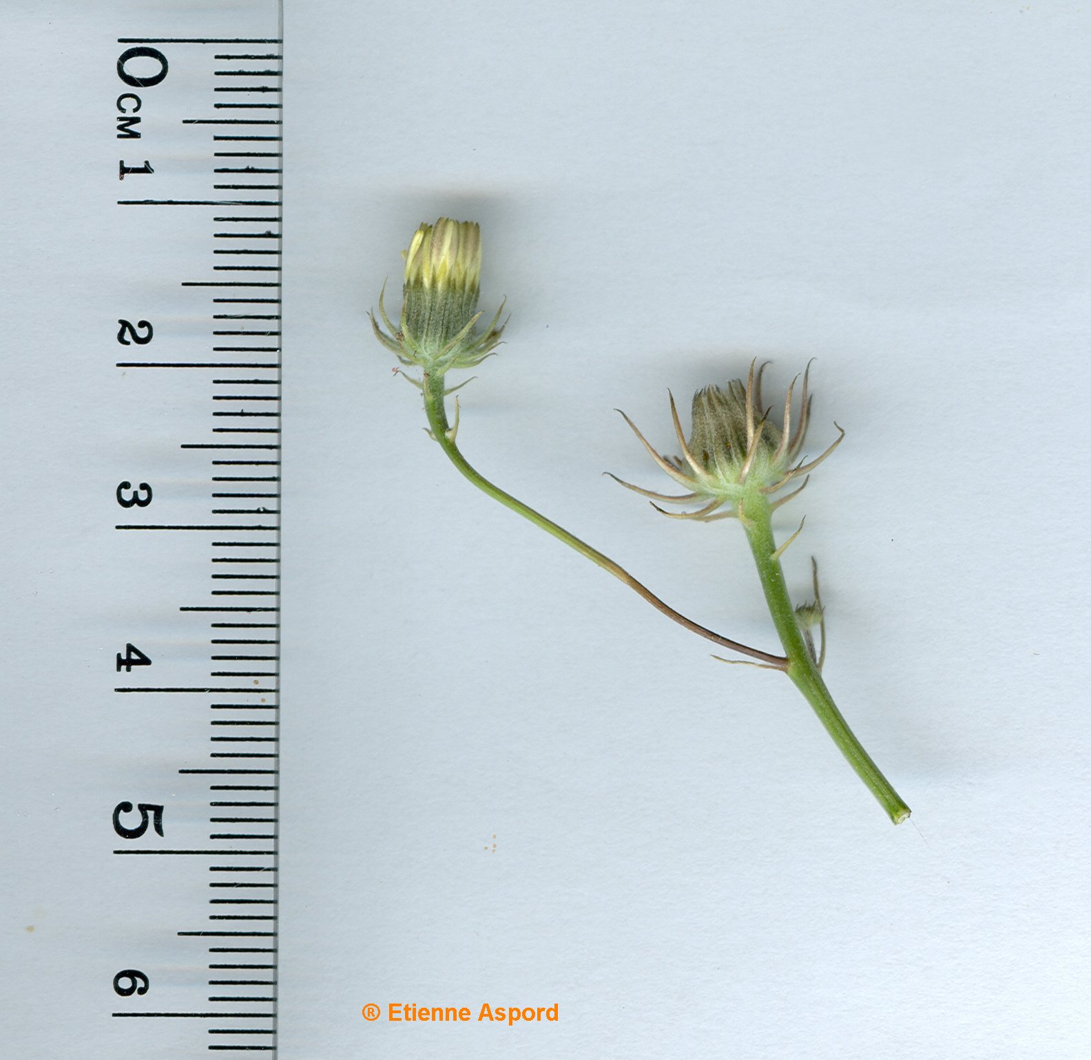 hypochaeris glabra