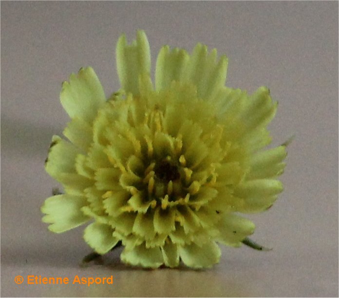 hypochaeris glabra