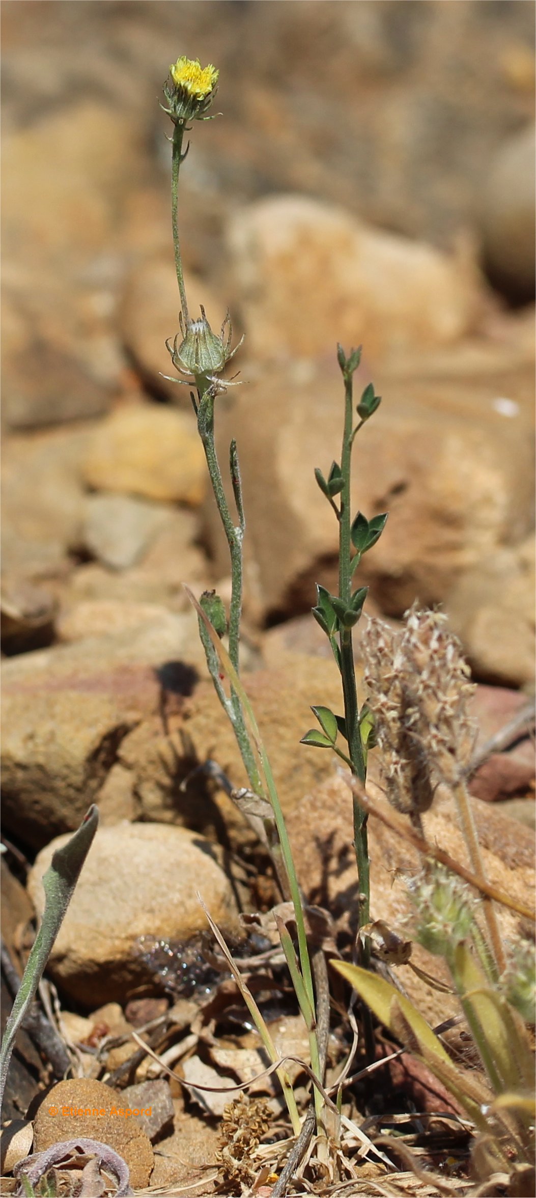 hypochaeris glabra