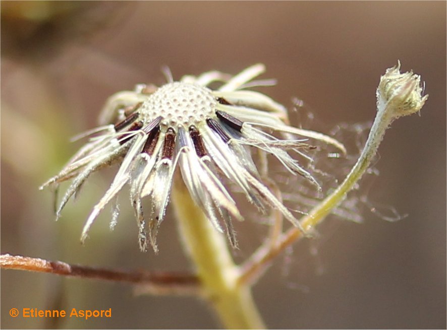 hypochaeris glabra