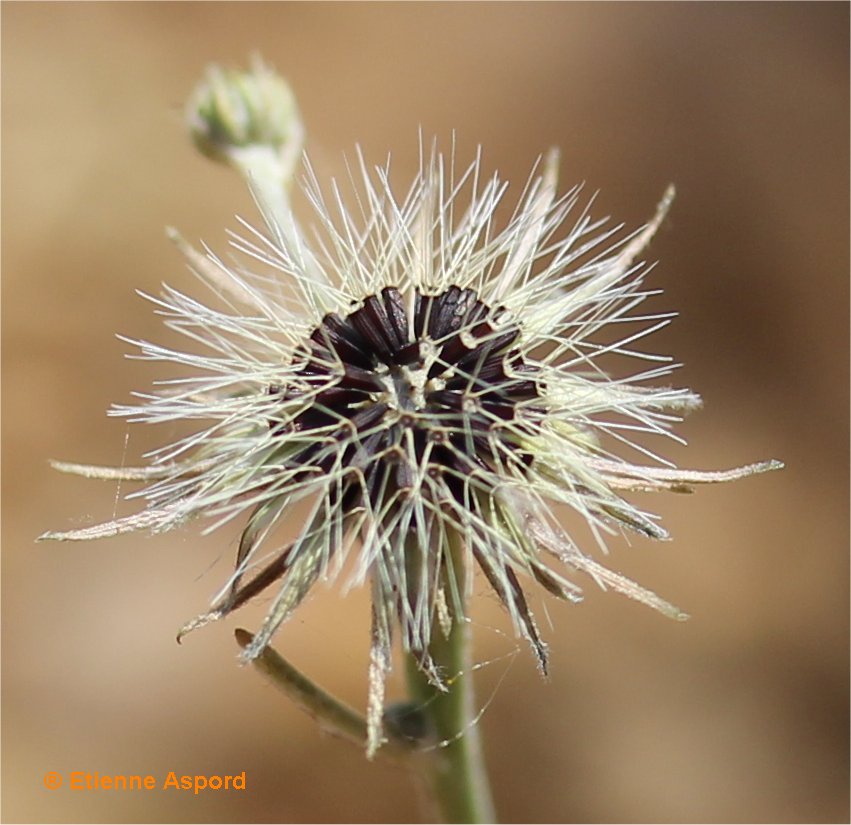 hypochaeris glabra
