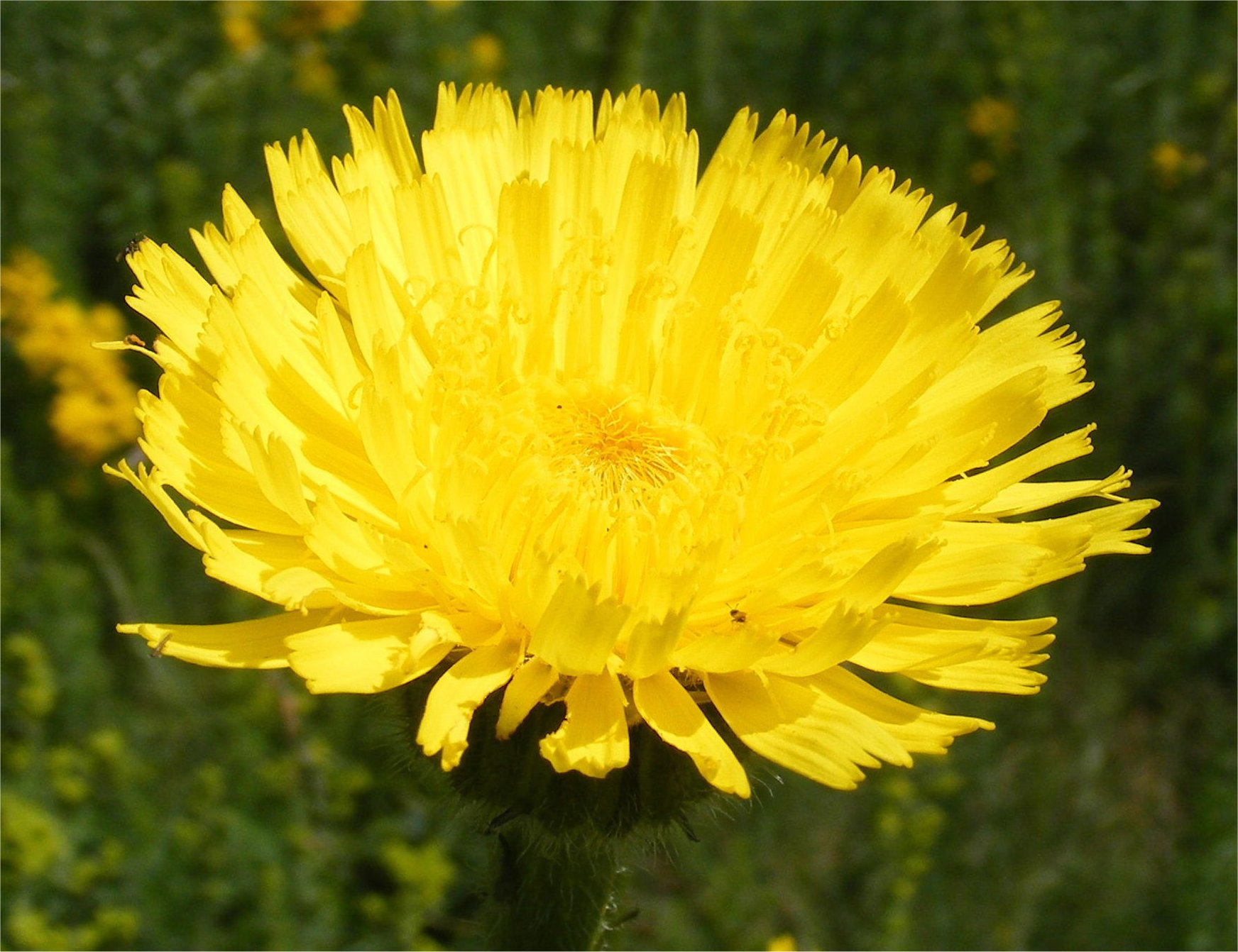 hypochceris maculata