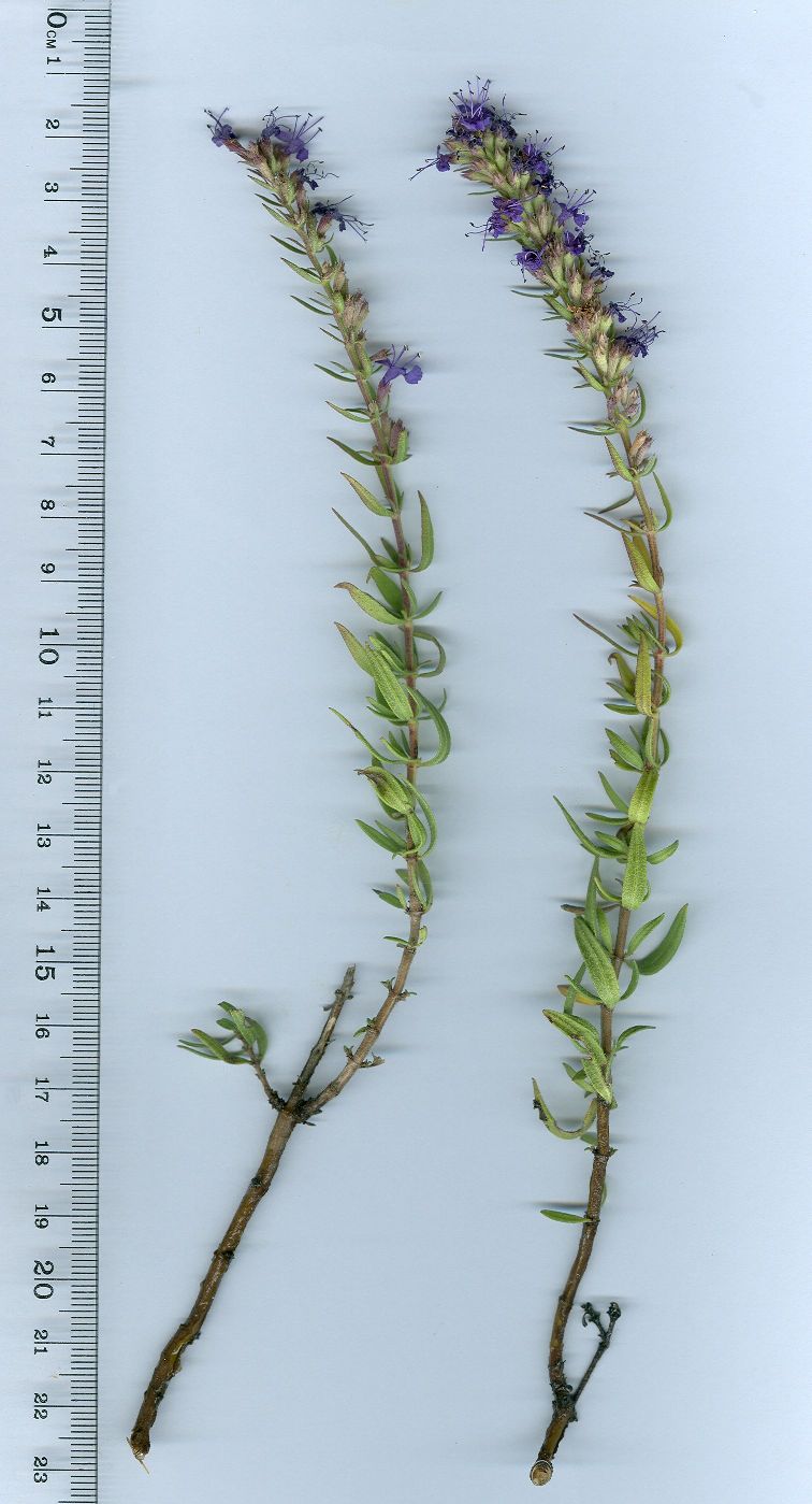Hyssopus officinalishyssopus officinalis