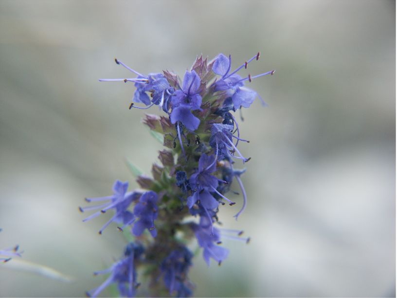 Hyssopus officinalishyssopus officinalis