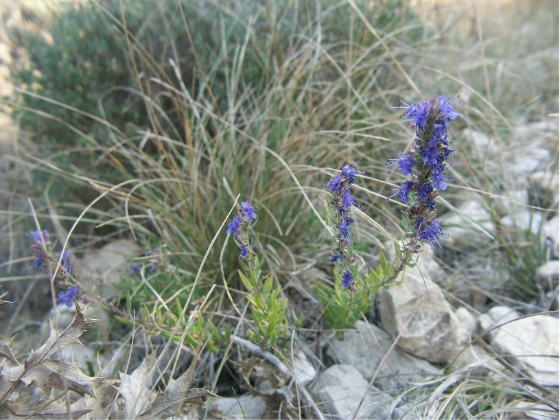 Hyssopus officinalishyssopus officinalis