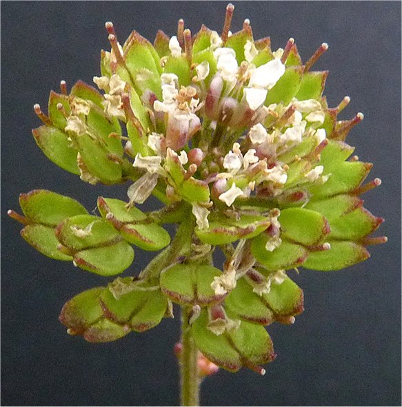 iberis ciliata