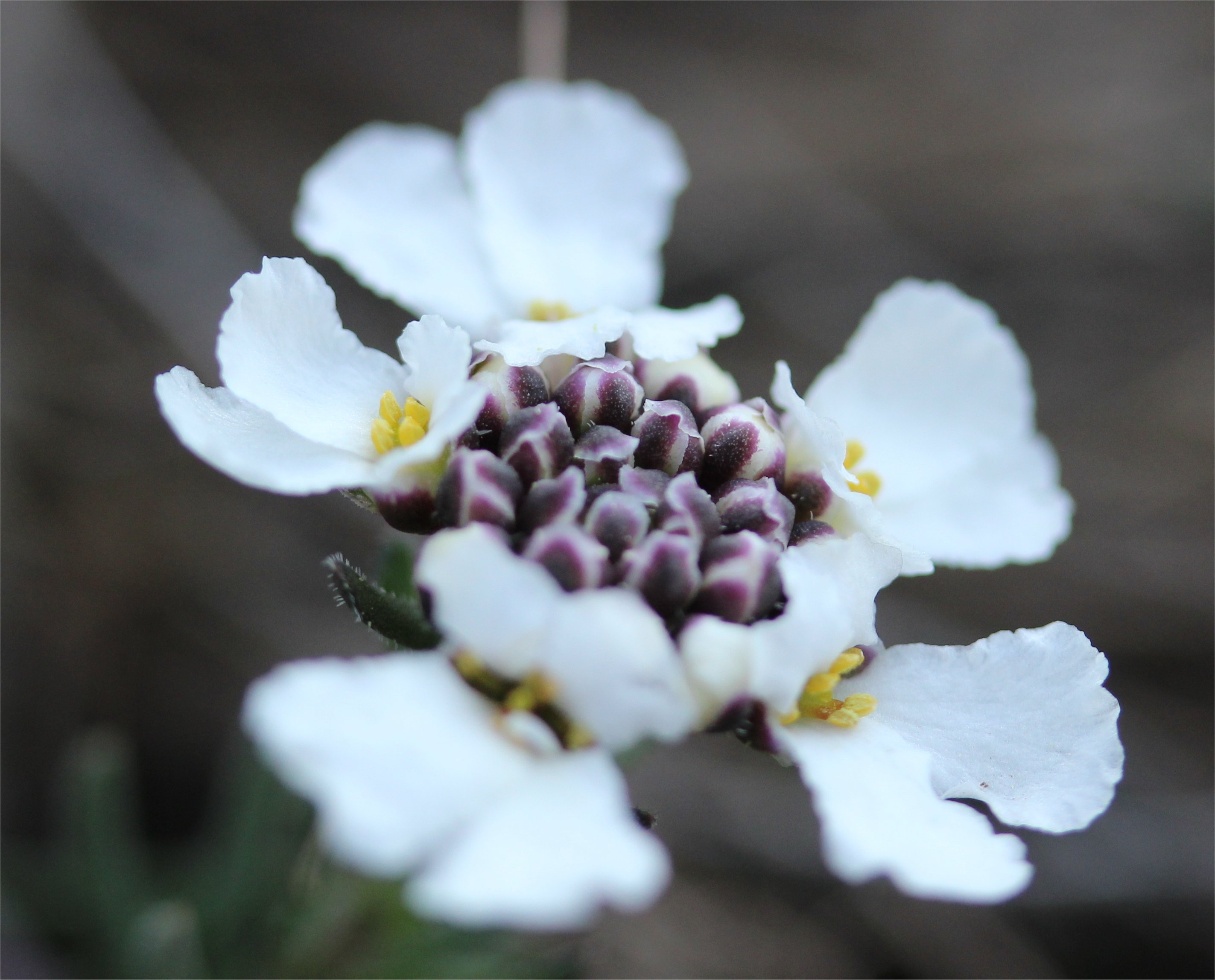 iberis saxatilis