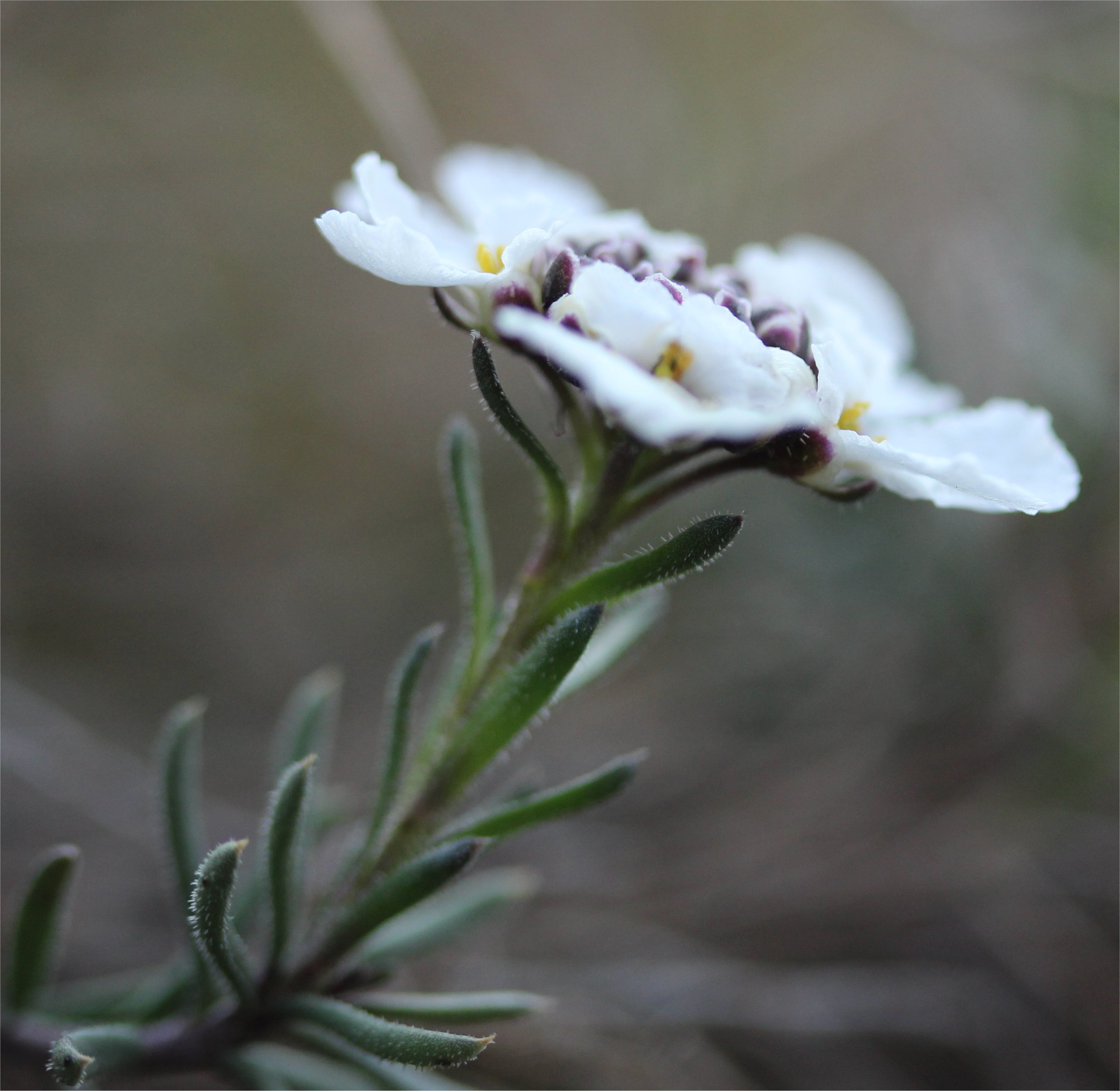 iberis saxatilis