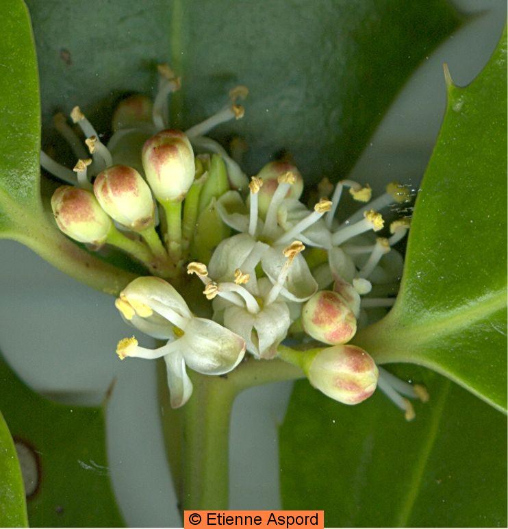 Ilex aquifolium