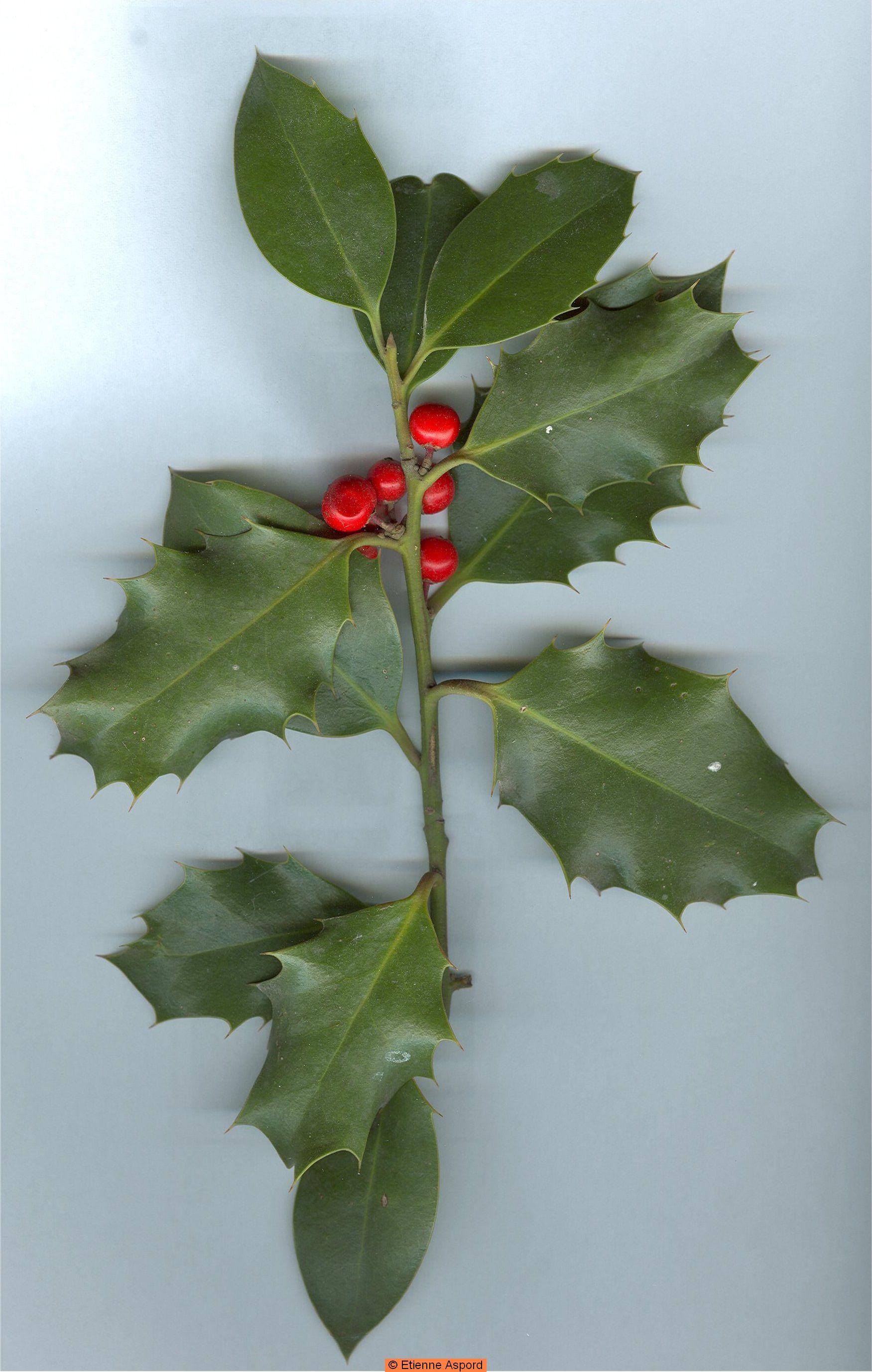 Ilex aquifolium
