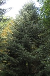 abies-cephalonica