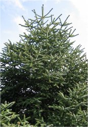 abies-pinsapo