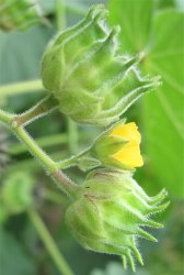 abutilon-theophrasti