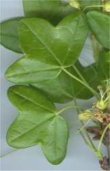 acer-monspessulanum