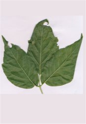 acer-negundo