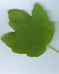 acer-opalus