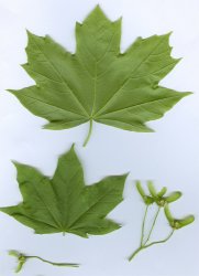 acer-platanoides