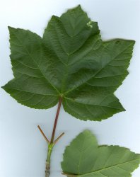 acer-pseudoplatanus