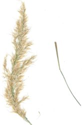 achnatherum-calamagrostis
