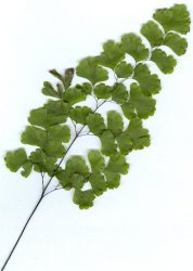 adiantum-capillus-veneris