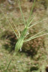 aegilops-biuncialis
