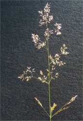 agrostis-capillaris-subsp-capillaris
