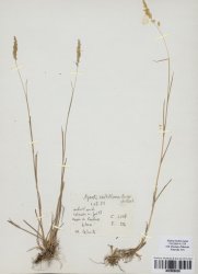 agrostis-capillaris-subspcastellana