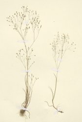aira-tenorei