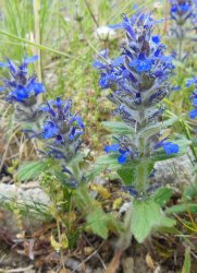 ajuga-genevensis