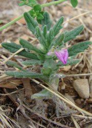 ajuga-iva