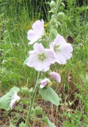 alcea-biennis