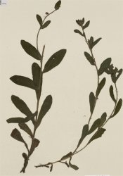 alkanna-lutea