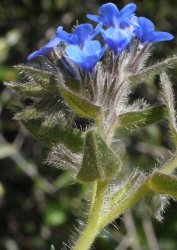 alkanna-tinctoria