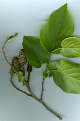 alnus-cordata