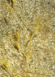 althenia-filiformis
