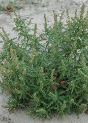 ambrosia-coronopifolia