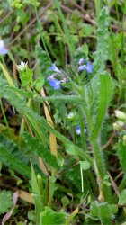 anchusa-arvensis