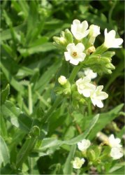 anchusa-ochroleuca
