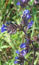 anchusa-officinalis