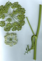 angelica-silvestris