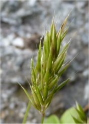 anthoxanthum-aristatum