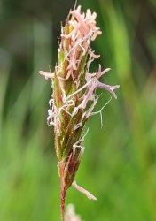 anthoxanthum-odoratum