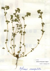 aphanes-australis