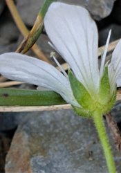 arenaria-grandiflora