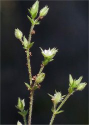 arenaria-leptoclados