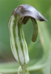 arisarum-vulgare